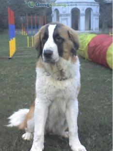 成都天達寵物訓練代養全方位服務中心 專業訓狗，讓愛寵更優秀